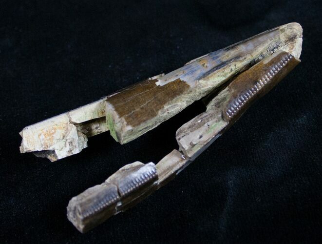 Partial T-Rex Tooth - Long #8990